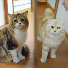 2匹画像